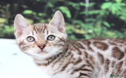 Bengal cats for sale: CUTE SNOW & BROWN BENGAL KITTENS (TICA REG) - Image 4