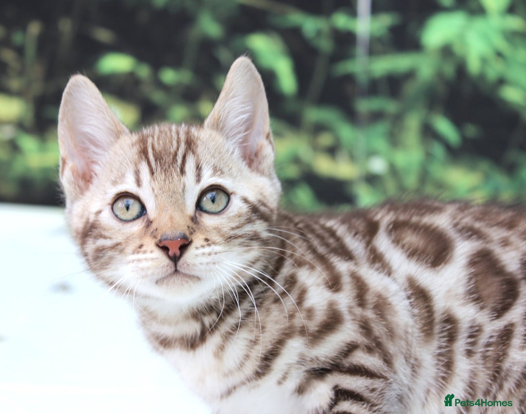 Bengal cats for sale: CUTE SNOW & BROWN BENGAL KITTENS (TICA REG) - Image 4