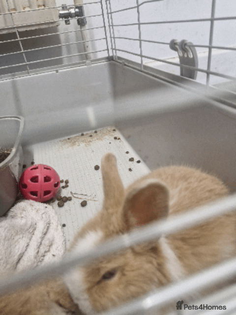 Mixed Breed rabbits baby rabbits  - Advert 1