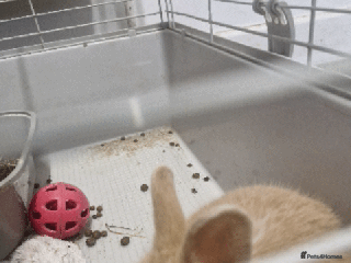 Mixed Breed rabbits baby rabbits - Advert 21