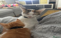 Domestic Shorthair cats for sale: Ginger Tux Boy! Only one of my cat’s litter!  - Image 4