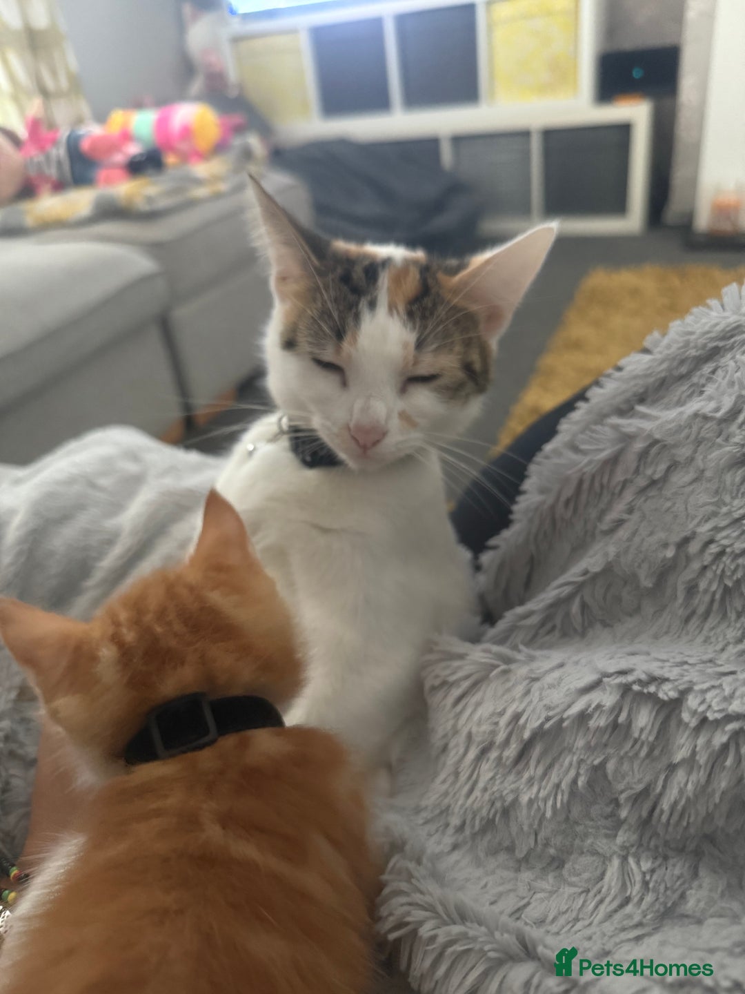Domestic Shorthair cats for sale: Ginger Tux Boy! Only one of my cat’s litter!  - Image 4