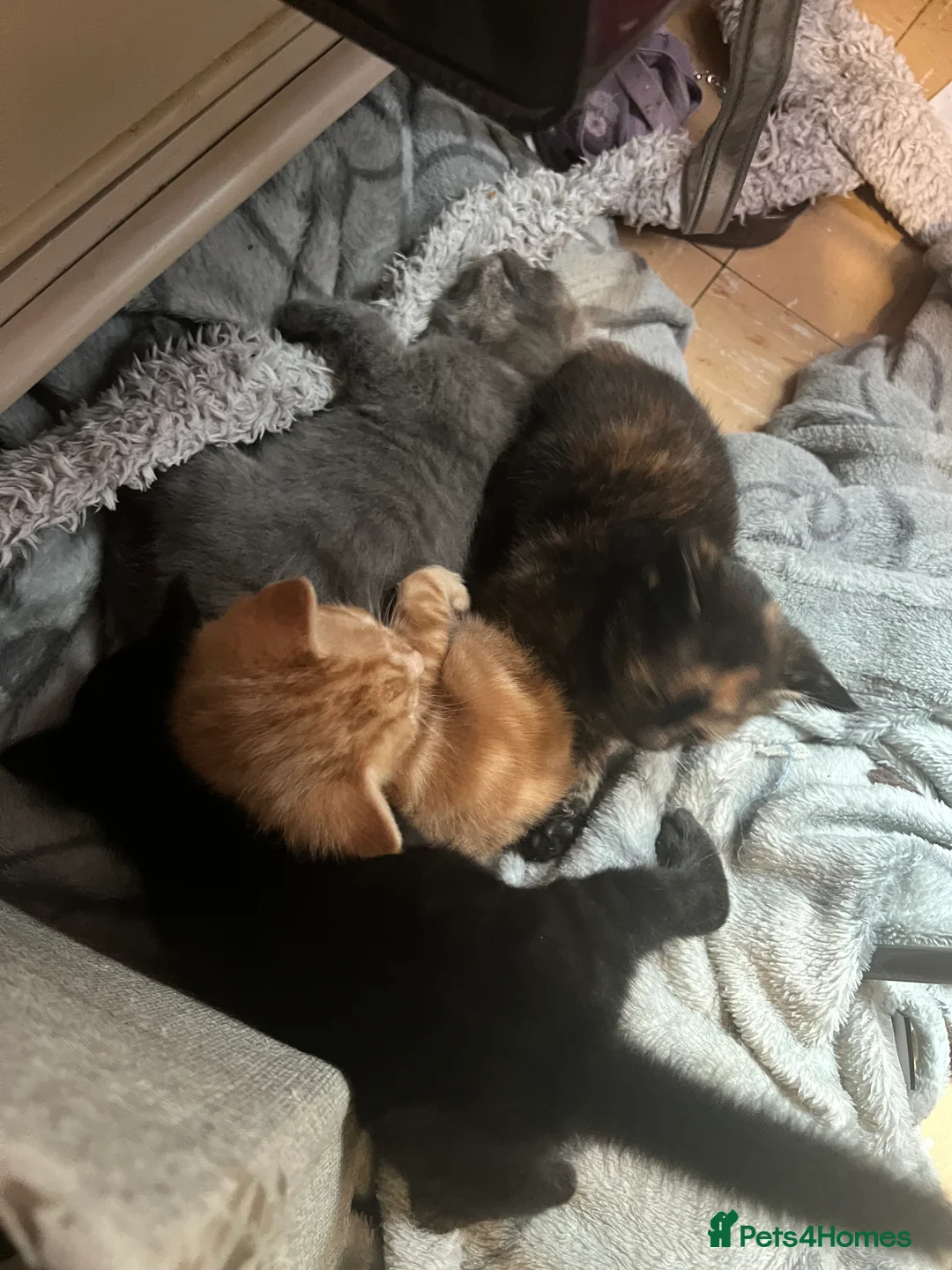 Mixed Breed cats for sale: Mixed breed kittens for sale  - Advert 4
