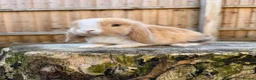 Mini Lop rabbits for sale: Mini lop Siblings  - Advert 12