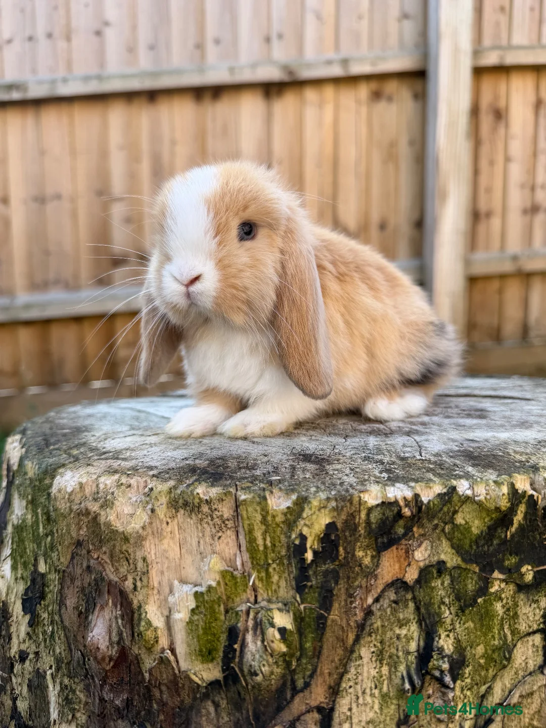 Mini Lop rabbits for sale: Mini lop Siblings  - Advert 12