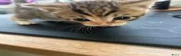 Mixed Breed cats for sale: Half bengal kittens  - Advert 3