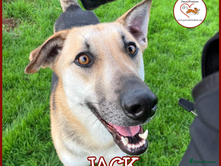 Mixed Breed dogs - Advert 21