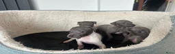 Italian Greyhound dogs for sale: 3 girls 1 boy available  - Advert 7
