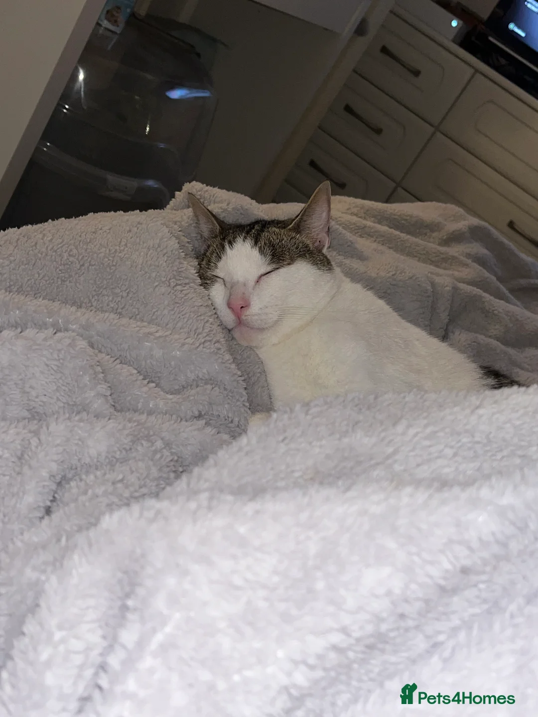 Domestic Shorthair cats for sale: Adorable & Affectionate 5yrs White & Tabby boy - Advert 4