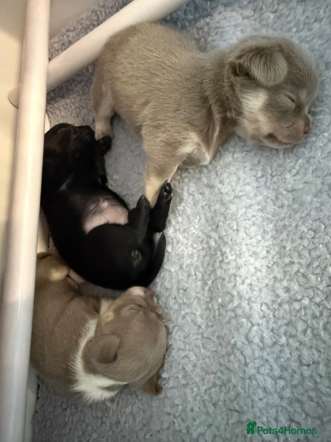 Chihuahua dogs for sale:  Beautiful Chihuahua Puppies Available to Reserve  - Advert 2