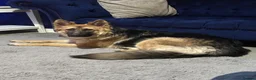 Mixed Breed dogs for sale: Shollie litter expected on the 16th of September - Advert 1
