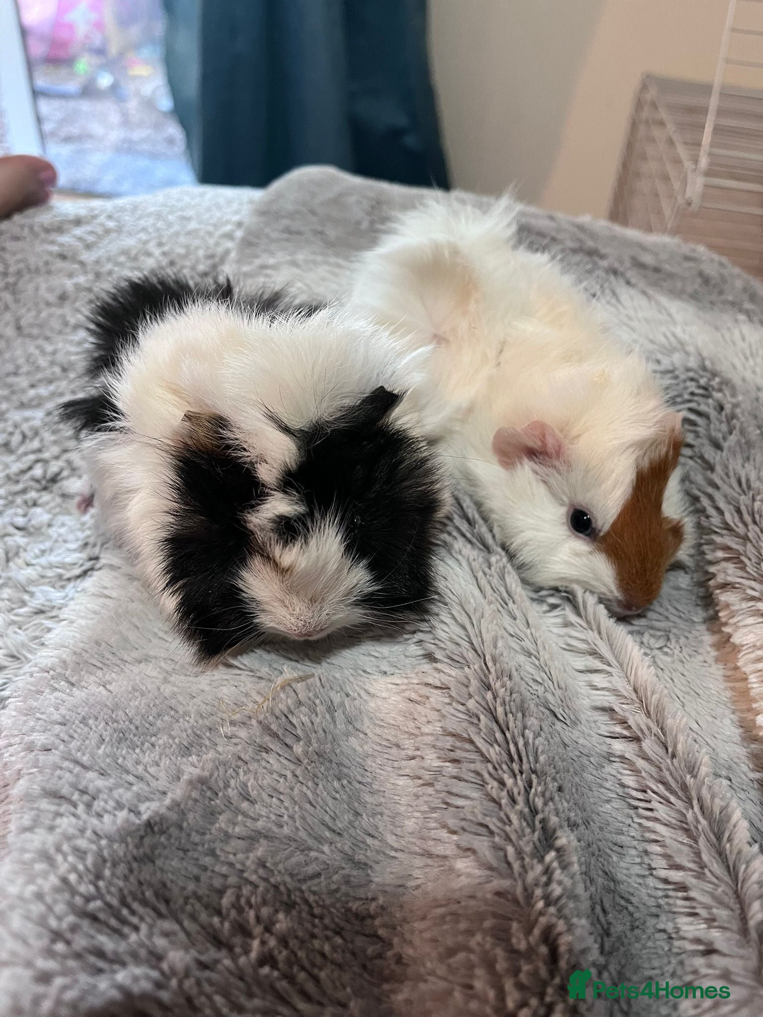 Guinea Pig rodents Guinny pigs  - Advert 1