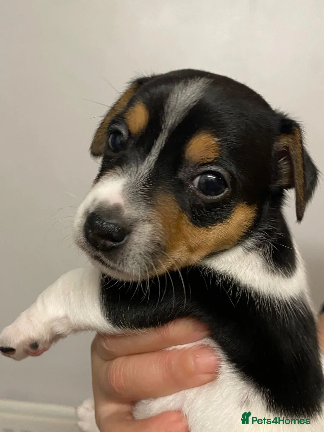 Jack Chi dogs for sale: Adorable Jack Chi puppies  - Advert 14