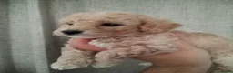 Poochon dogs for sale: F1 Poochon Puppies READY TO LEAVE *reduced* - Advert 31
