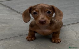Miniature Dachshund dogs for stud: KC Reg Black/cream,proven,gorgeous boy stud only  - Image 10