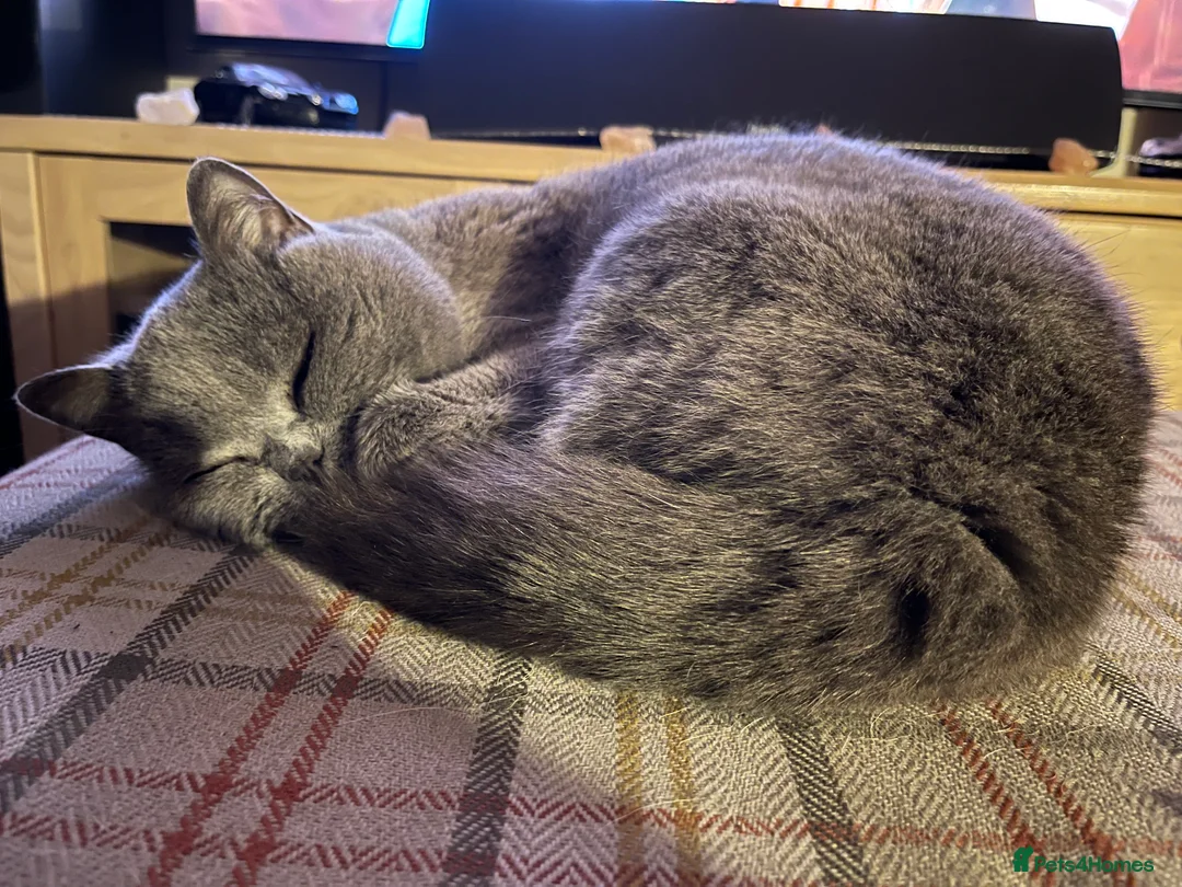 British Shorthair cats for sale: Adorable Lovable Brittish Shorthair - Advert 7