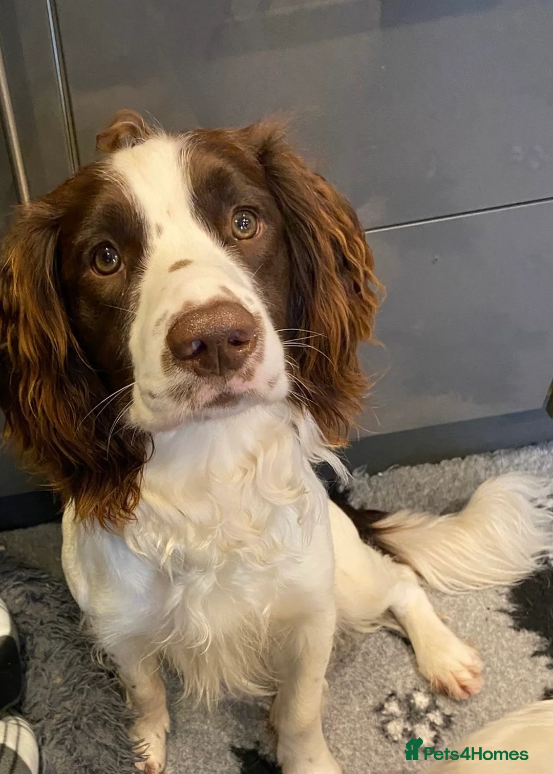 English Springer Spaniel dogs for sale: Springer spaniel - Advert 1