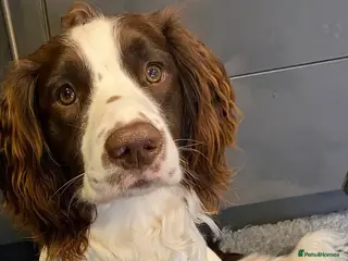 English Springer Spaniel dogs Springer spaniel - Advert 1