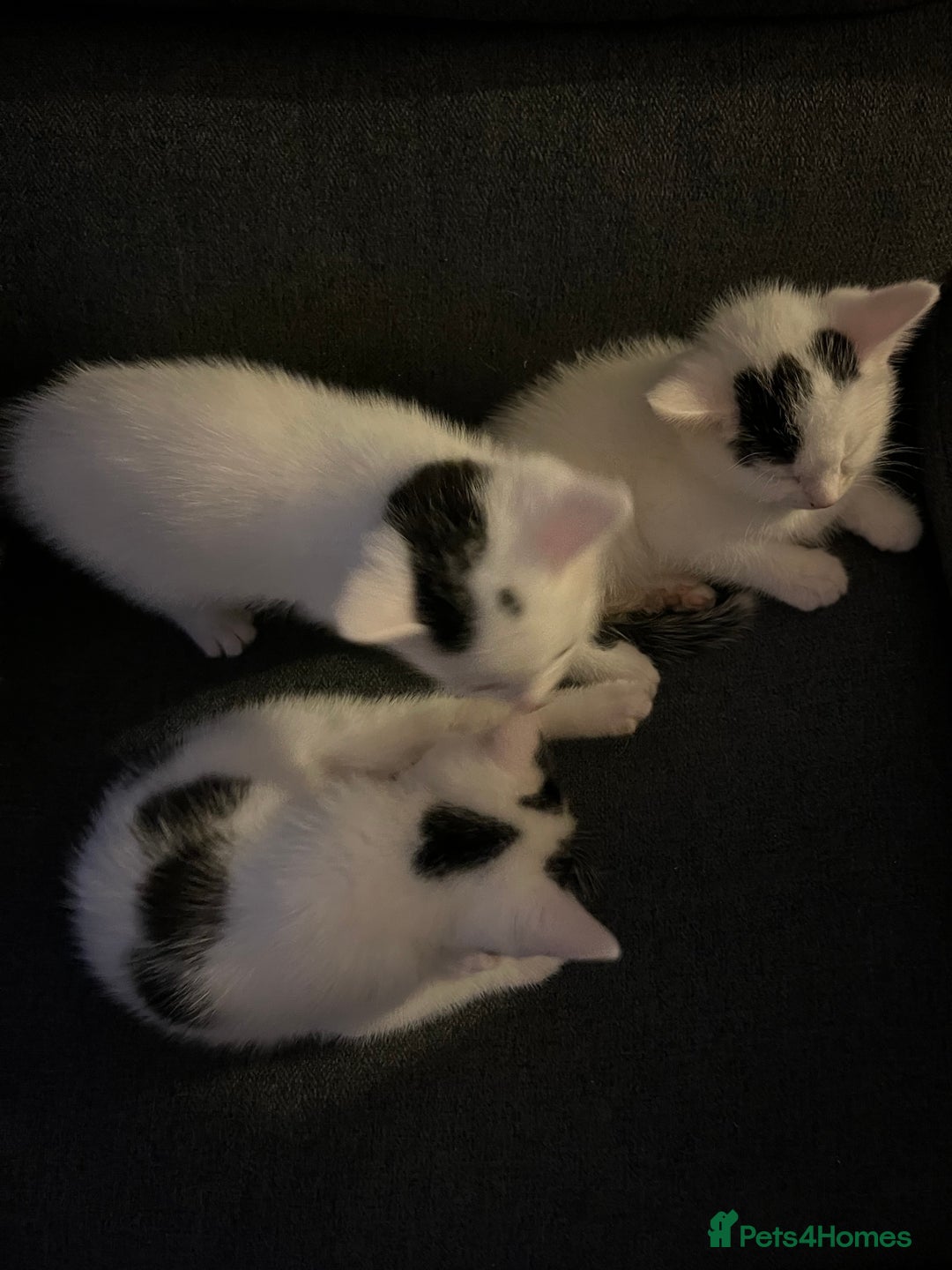 Domestic Shorthair cats for sale: 🐾 Adorable White Kittens with Black Markings  🐾 - Image 6