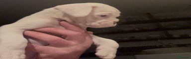 white male Boxer Puppy 