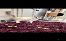 Ragdoll cats for sale: Champion dad Pedigree ragdolls GCCF  - Image 16