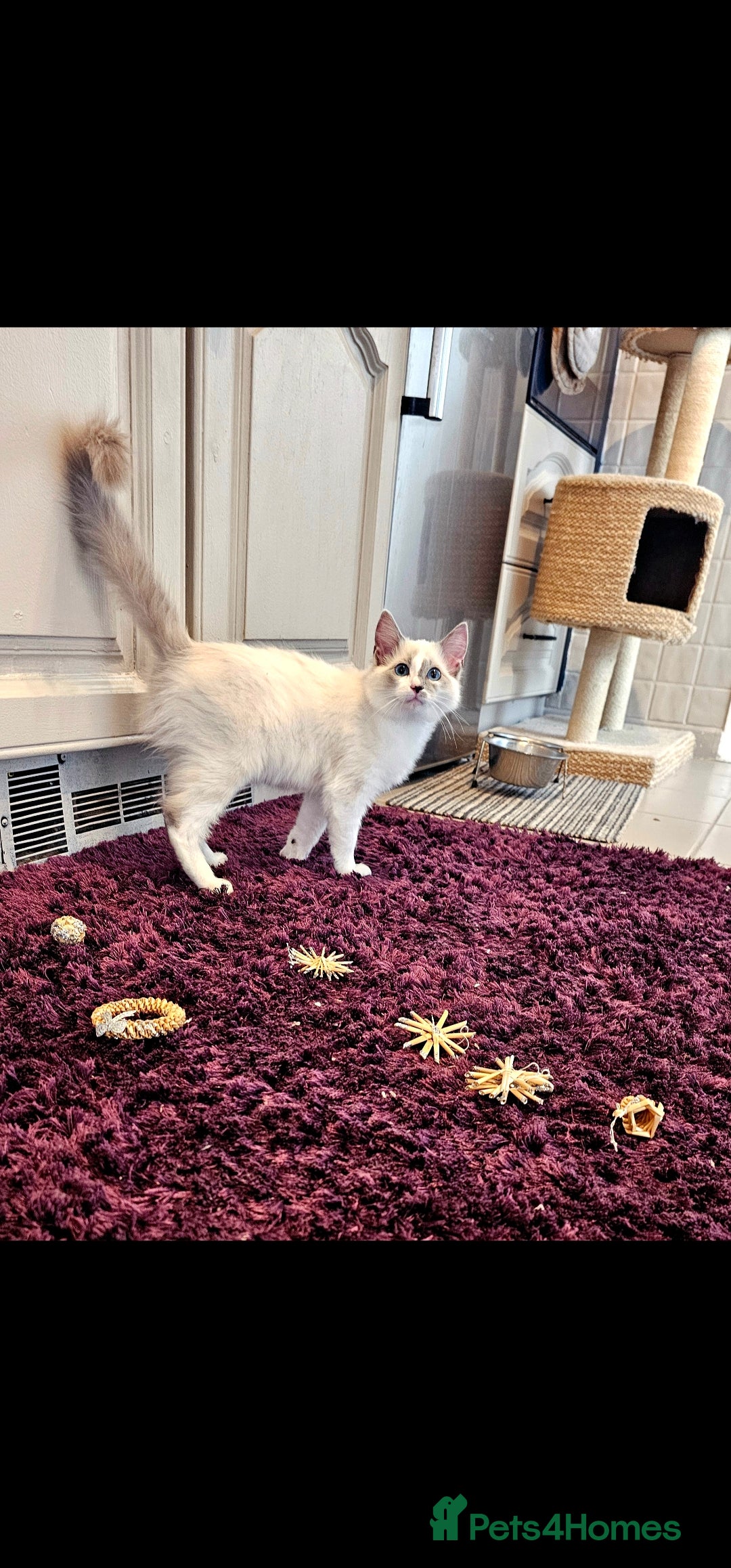 Ragdoll cats for sale: Champion dad Pedigree ragdolls GCCF  - Image 16