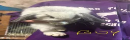 French Lop rabbits for sale: Beautiful baby French lop rabbits  - Advert 5