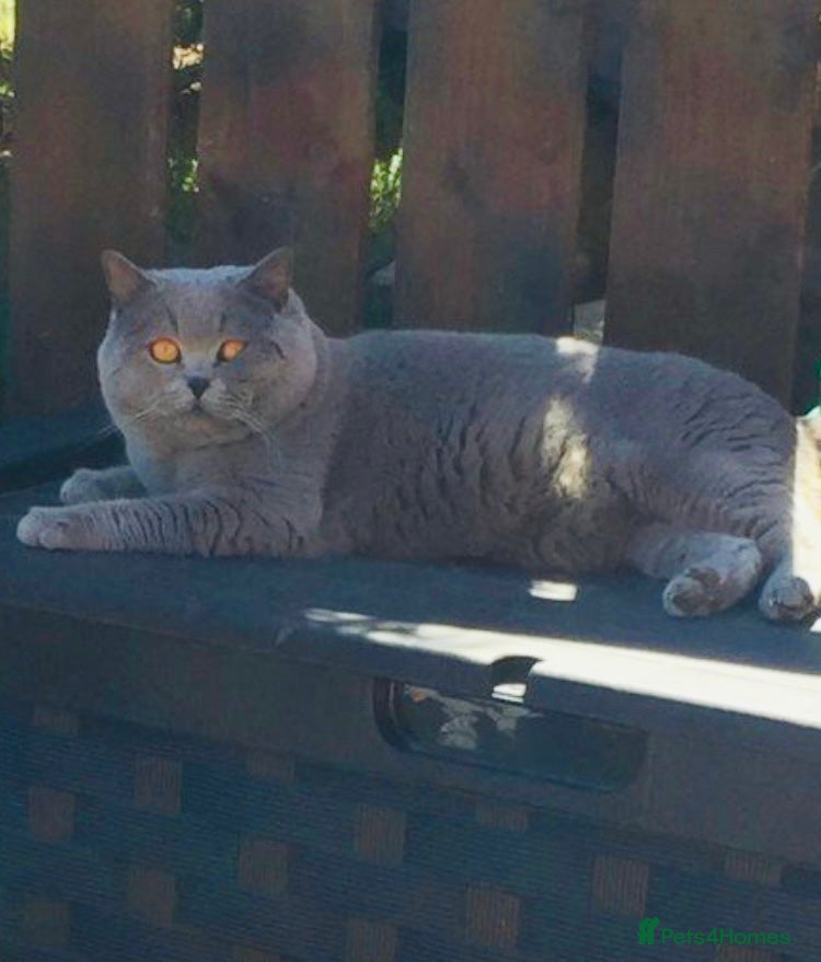 British Shorthair cats 💙 BIG BLUE STUD EAST MIDLANDS 💙 in Derby - Advert 13