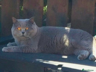 British Shorthair cats 💙 BIG BLUE STUD EAST MIDLANDS 💙 in Derby - Advert 1