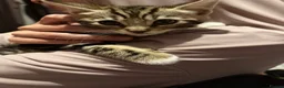Bengal cats for sale: Mixed breed bengal kitten - Advert 4