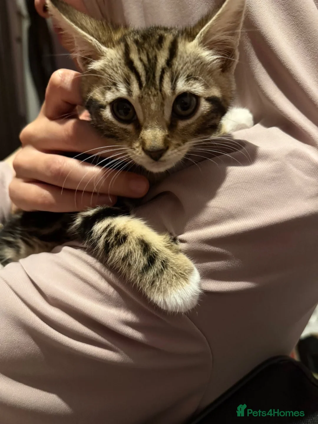 Bengal cats for sale: Mixed breed bengal kitten - Advert 4