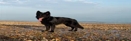 German Shepherd dogs for stud: KC Registered Exceptional Black German Shepherd - Advert 3