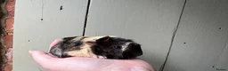 Guinea Pig rodents for sale: Pair of Peru boars  - Advert 2