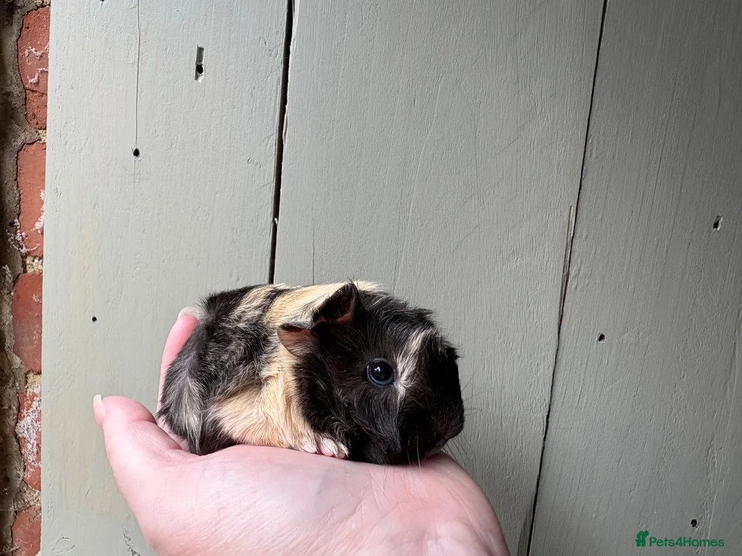 Guinea Pig rodents for sale: Pair of Peru boars  - Advert 2