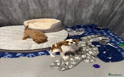 Cavapoo dogs for sale: F1 health tested Cavapoo puppy - Image 2