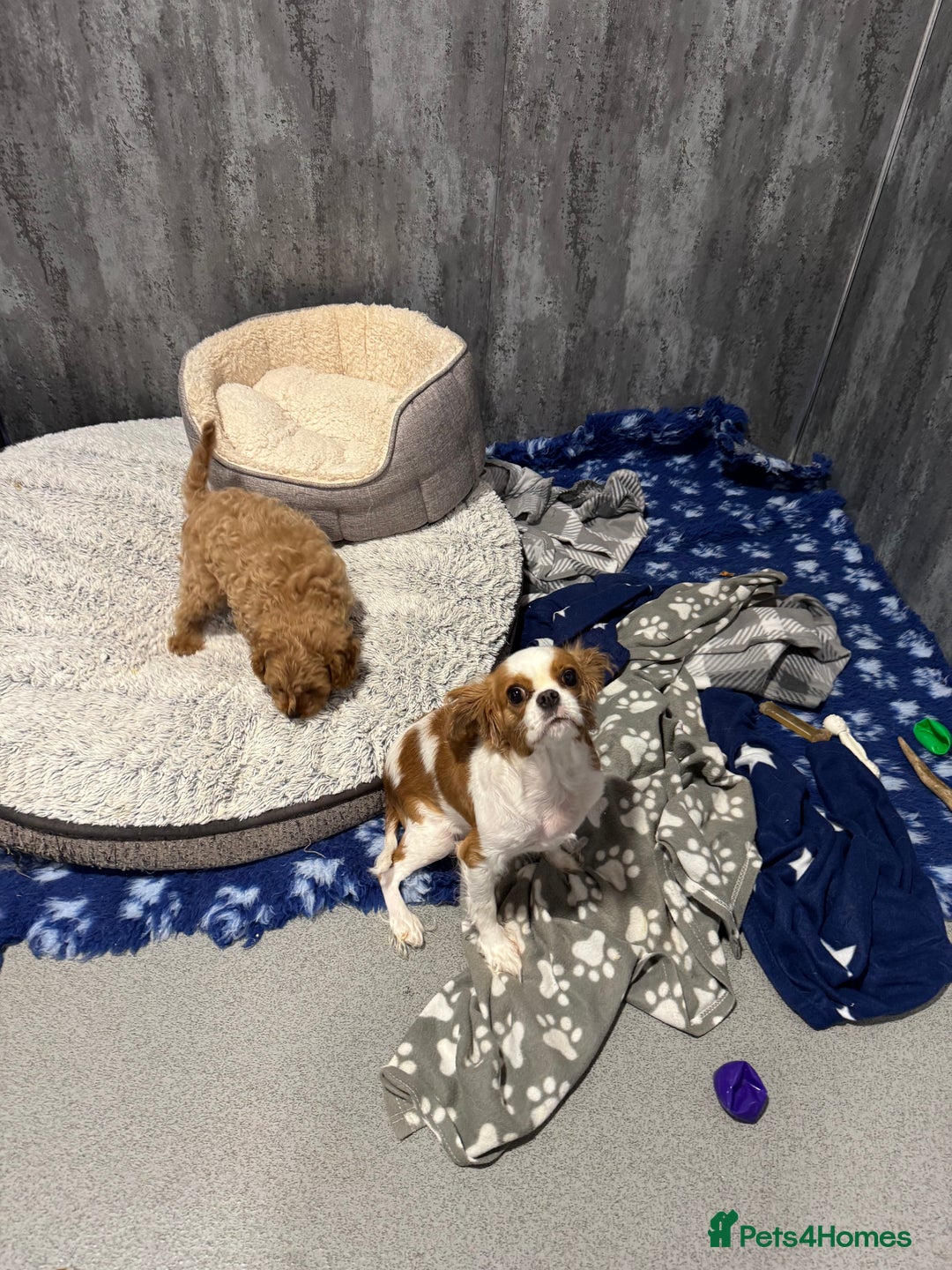 Cavapoo dogs for sale: F1 health tested Cavapoo puppy - Image 2