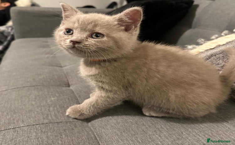 British Shorthair cats STUNNING BSH LILAC KITTENS 3 MALES/1 FEMALE  - Advert 9