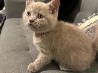British Shorthair cats STUNNING BSH LILAC KITTENS 3 MALES/1 FEMALE - Advert 4