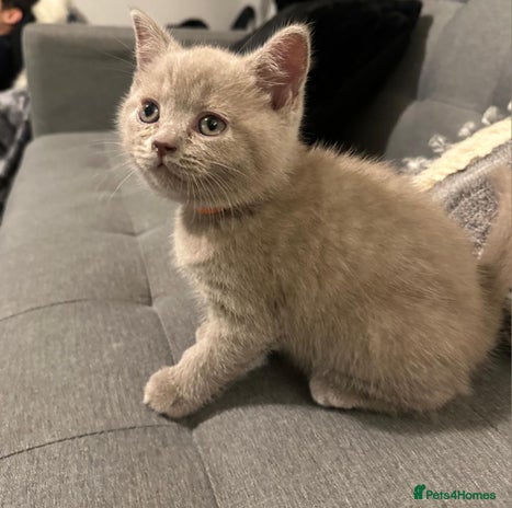 British Shorthair cats STUNNING BSH LILAC KITTENS 3 MALES/1 FEMALE - Advert 9
