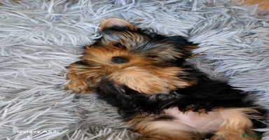 Yorkshire Terrier dogs in Wellingborough - Advert 4