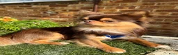 Chihuahua dogs for stud: Russian blood, Russian import stud - Advert 5
