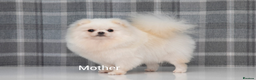 Pomeranian dogs for sale: Adorable Pomeranian puppies for sale - Advert 9