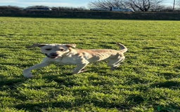 Labrador Retriever dogs for sale: Labrador for sale - Image 3