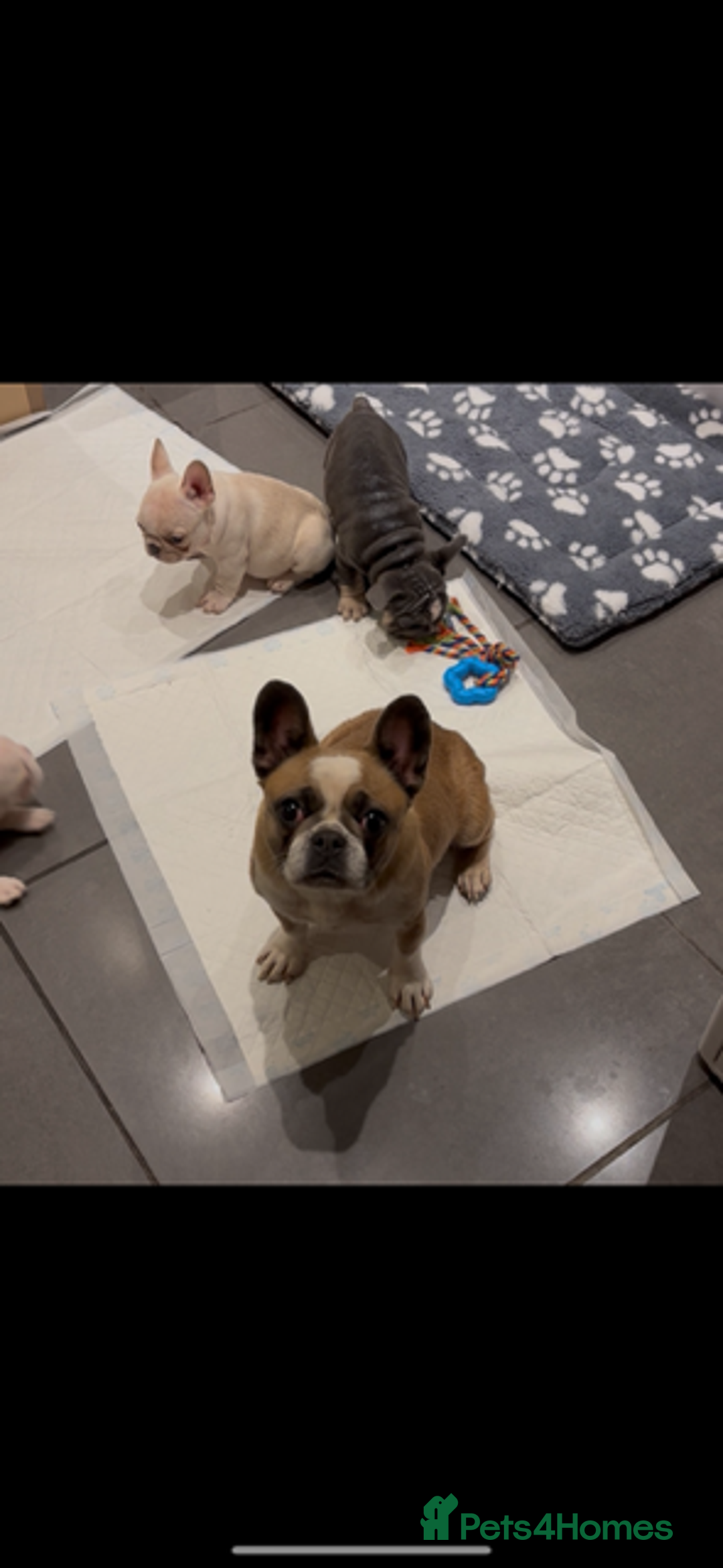 French Bulldog dogs for sale: Female French bulldog  - Advert 14