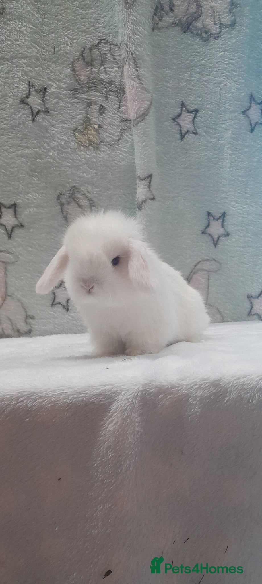 Mini Lop rabbits Purebred mini lop to reserve. - Advert 1