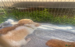 Jackapoo dogs for sale: Cream jackapoos f1b short legged  - Image 19