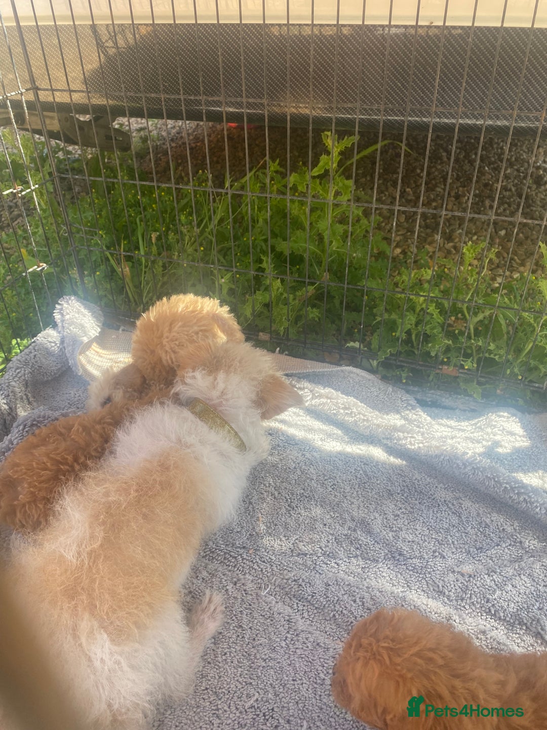 Jackapoo dogs for sale: Cream jackapoos f1b short legged  - Image 19