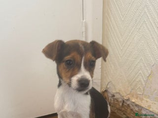 Jack Russell dogs - Advert 1