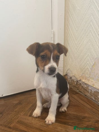 Jack Russell dogs - Advert 1