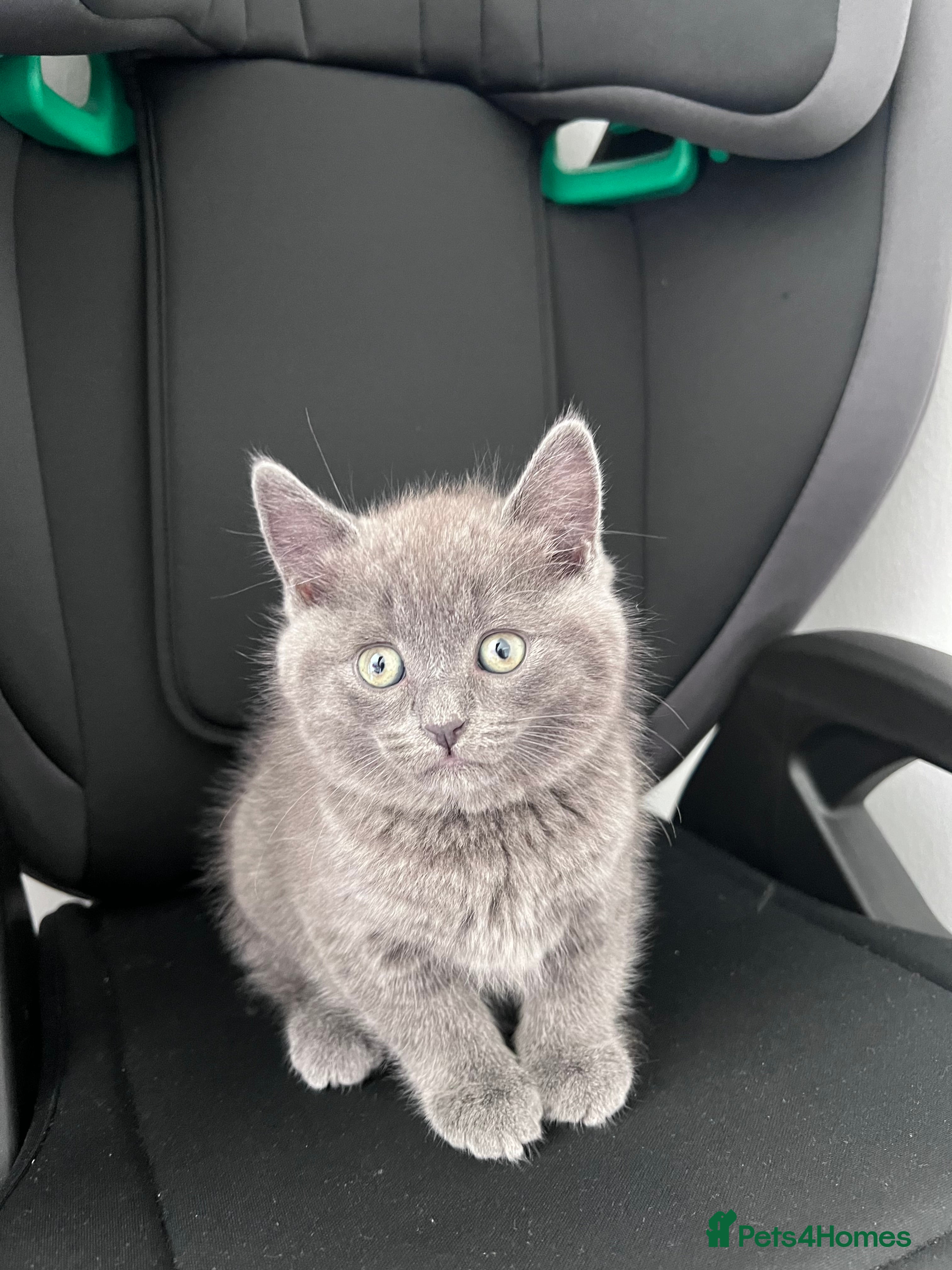 British Shorthair cats 9wk Old British Shorthair Boy (LAST ONE LEFT) - Advert 15